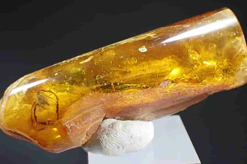 Baltský jantar s mouchou 66x22x15mm